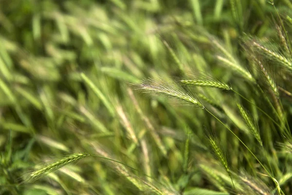 Урожай Зернових Влітку Крупним Планом — стокове фото