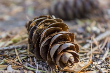 Çam kozalağı orman katta closeup