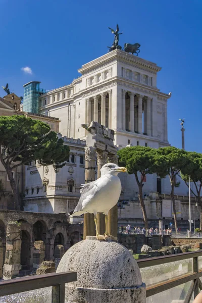 Martı Tarafından Vittoriano Anıt Roma Talya — Stok fotoğraf