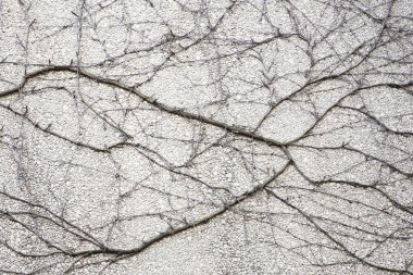 Closeup yıpranmış bir grungy duvara soluk asma bitkinin