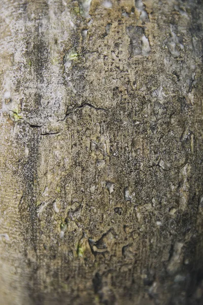 Queso Auvernia Tradicional Francia Sobre Mesa Madera — Foto de Stock