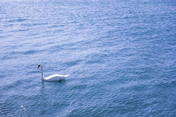 Witte Zwaan Het Meer Van Genève Zwitserland — Stockfoto