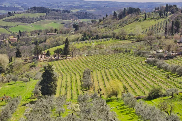 Ύπαιθρο Και Chianti Αμπελώνες Κοντά San Gimignano Intuscany Ιταλία Ευρώπη — Φωτογραφία Αρχείου