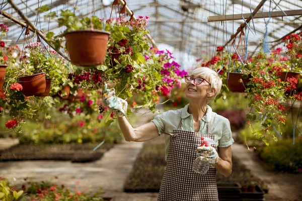 Porträt Einer Glücklichen Seniorin Die Großen Blumengarten Steht Und Sprüher — Stockfoto