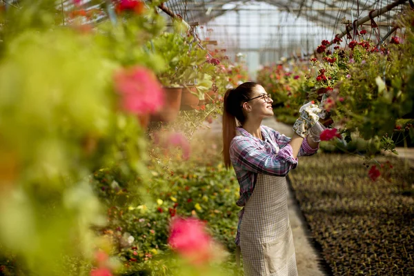 Bella Giovane Donna Che Lavora Con Fiori Primaverili Nella Serra — Foto Stock