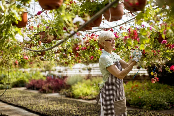 Greengarden çiçekler hakkında çalışan üst düzey kadın, görüntüleme