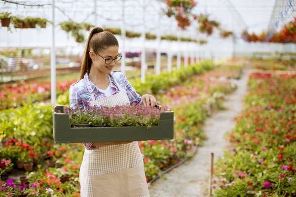 Pretty Young Woman Holding Box Full Spring Flowers Greenhouse — Stock Photo, Image