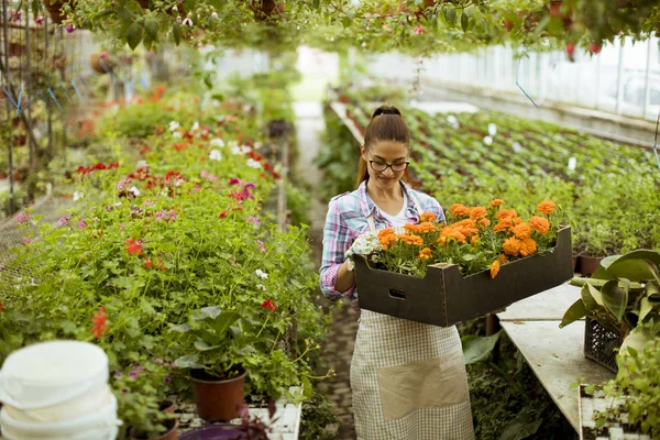 Hübsche Junge Frau Mit Einem Kasten Voller Frühlingsblumen Gewächshaus — Stockfoto