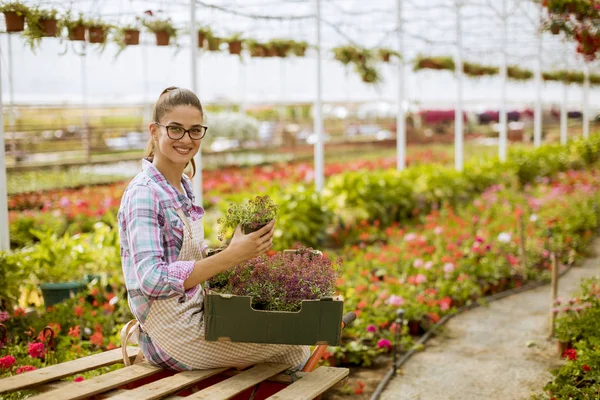 温室で春の花の完全な箱を持ってかなり若い女性 — ストック写真