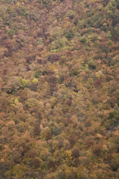 Nézd Meg Defocused Hátteret Gyönyörű Őszi Erdőben — Stock Fotó