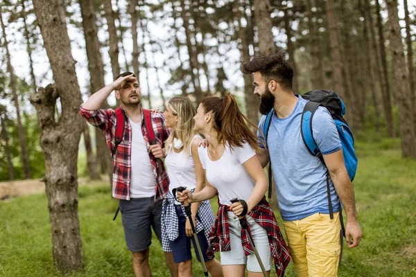 Group of four friends hiking together through a forest at sunny day