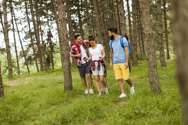 Grupo Cuatro Amigos Caminando Juntos Través Bosque Día Soleado —  Fotos de Stock