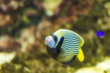İmparator melek balığı (Pomacanthus Imperator) su