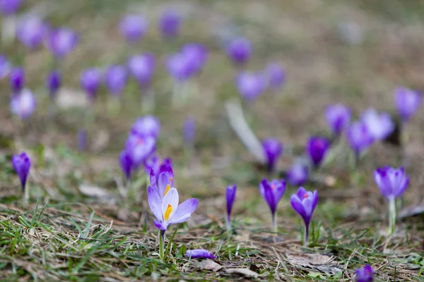 Primeiras Flores Crocos Florescem Sob Luz Solar Brilhante Como Fundo — Fotografia de Stock