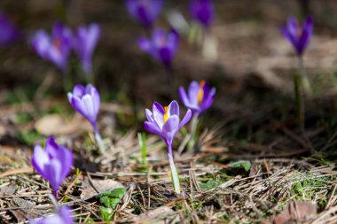Arka plan olarak parlak güneş ışığı altında ilk çiçekler çiğdemler açar