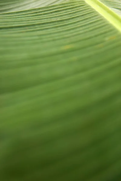 Textura Frunzei Proaspete Palmier Verde — Fotografie, imagine de stoc