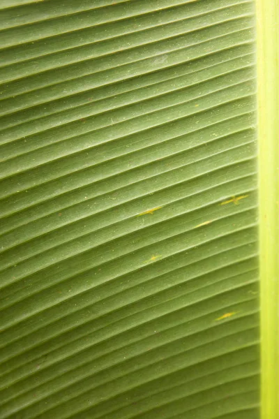 Texture Della Foglia Palma Verde Fresca — Foto Stock