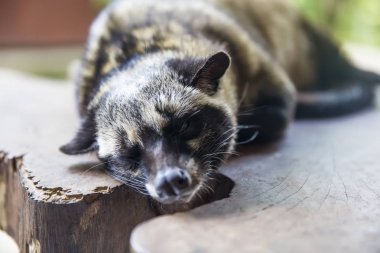 Kahve ekiminde Asya palmiye misk (Paradoxurus hermafroditus)