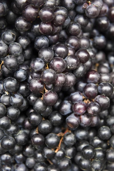 Close Van Donker Blauwe Rijpe Druiven — Stockfoto