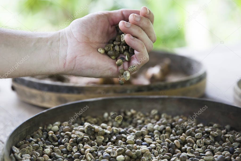Closeup of the hand holding raw Kopi Luwak coffee beans on the coffee farm