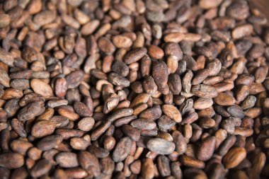 Kahve çiftliğinde çiğ Kopi Luwak kahve çekirdekleri detay