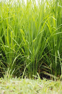 Açık ışık gününde çeltik pirinç tarlasının kapatılması