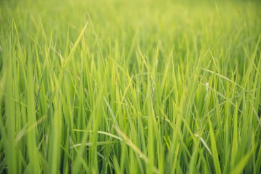 Açık ışık gününde çeltik pirinç tarlasının kapatılması