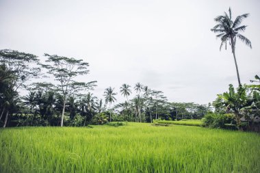Berrak ışık gününde Bali'deki çeltik pirinç tarlasının kapatılması