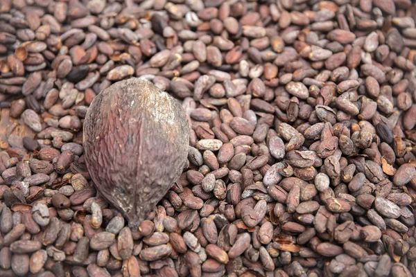 Primer Plano Los Granos Cacao Crudos Vaina —  Fotos de Stock
