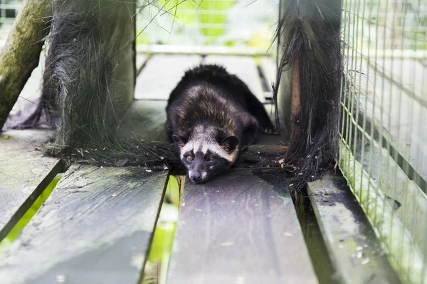 Asian Palm Civet Paradoxurus Hermaphroditus Coffee Plantation — Stock Photo, Image