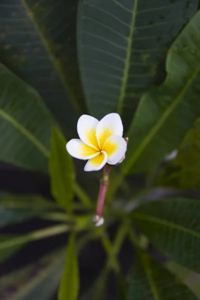 Kwiat Plumerii Frangipani Tropikalnym Lesie Deszczowym — Zdjęcie stockowe