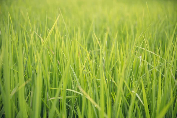 Крупный План Рисового Поля Ясный День — стоковое фото
