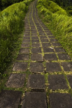 Ubud Campuhan Ridge yürüyüş parkuru, Bali, Endonezya