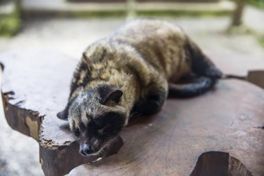 Asya palmiye misk (Paradoxurus hermafrodit)