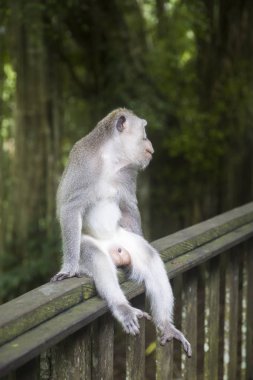 Bali dili uzun kuyruklu maymun