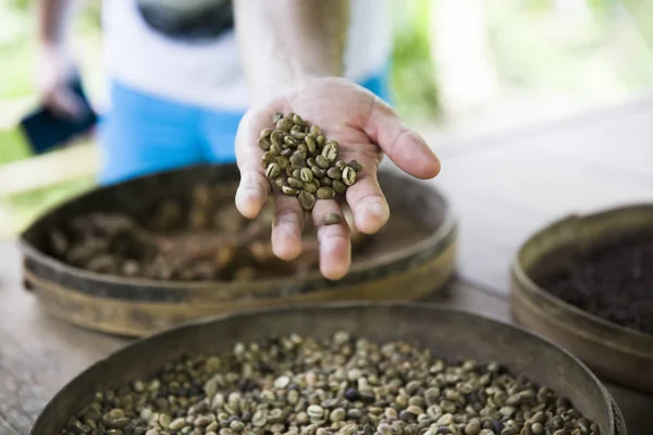 Primer Plano Mano Sosteniendo Granos Café Crudos Kopi Luwak Granja —  Fotos de Stock