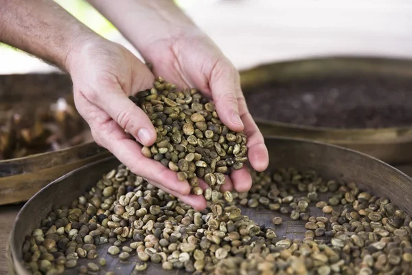 Mano sosteniendo crudos granos de café Kopi Luwak en la granja de café —  Fotos de Stock