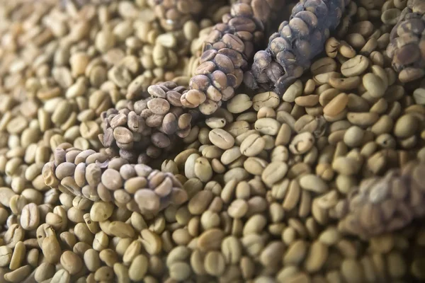 Granos de café crudos Kopi Luwak en la granja de café —  Fotos de Stock