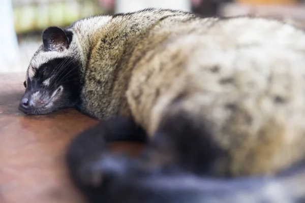 Asian palm civet (Paradoxurus hermaphroditus) — Stock Photo, Image