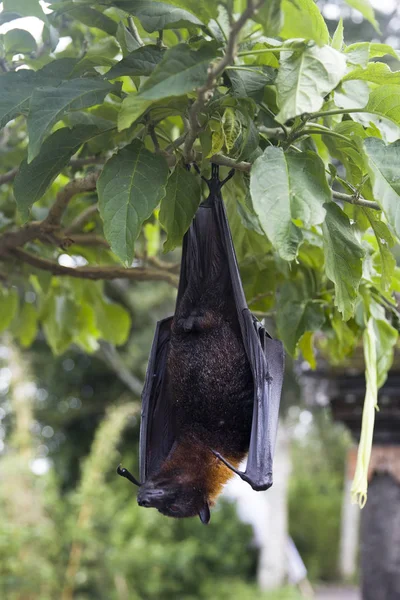 Large Flying Fox (Pteropus vampyrus) hanging in a tree at Bali I