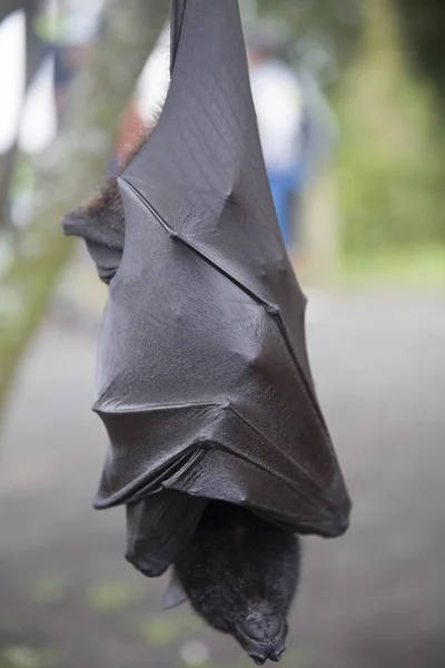 Large Flying Fox (Pteropus vampyrus) hanging in a tree at Bali I — Stock Photo, Image