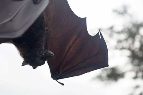Zorro volador grande (Pteropus vampyrus) colgado en un árbol en Bali I — Foto de Stock