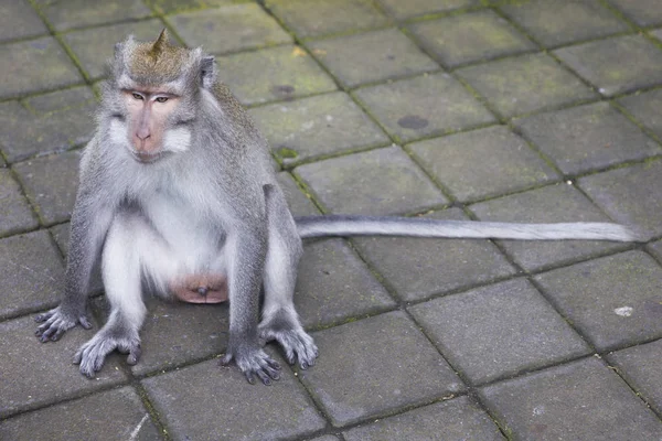 Bali dili uzun kuyruklu maymun Telifsiz Stok Imajlar