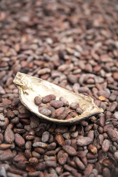 Frijoles y vaina de cacao crudos —  Fotos de Stock