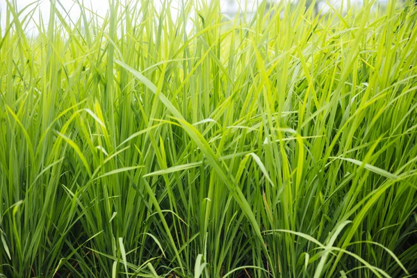 Campo de arroz paddy em claro dia de luz — Fotografia de Stock