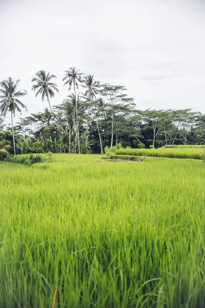 Campo de arroz con cáscara en día claro — Foto de Stock