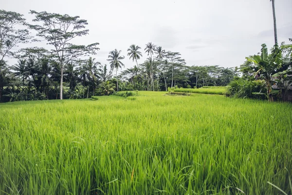 Paddy rice field in clear light day — Stock Photo, Image