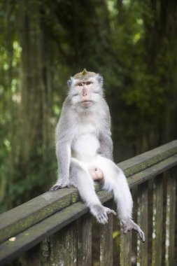 Bali, Endonezya'daki Kutsal Maymun Ormanı Sığınağı'nda bali uzun kuyruklu maymun (Macaca fasicularis)