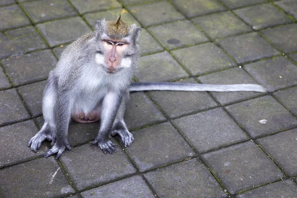 Mono Cola Larga Balinés Macaca Fascicularis Santuario Del Bosque Del — Foto de Stock