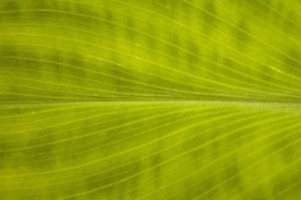 Detailní Detail Abstraktní Proužkované Dlaně Přirozeným Zeleným Pozadím — Stock fotografie